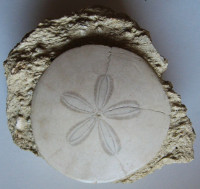  Potamides tricarinatus (Lamarck, 1804)